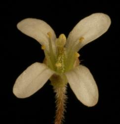 Cardamine forsteri. Top view of flower.
 Image: P.B. Heenan © Landcare Research 2019 CC BY 3.0 NZ